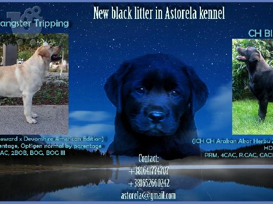 Beautiful labrador retriever puppies